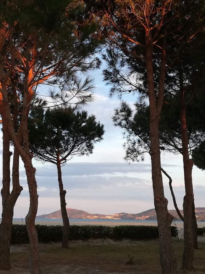 Plage des pins Argeles sur Mer